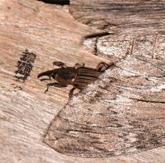 Cosmopolites sordidus