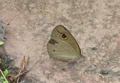 Ypthima arctous