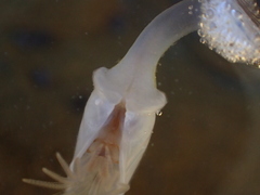 Dosima fascicularis