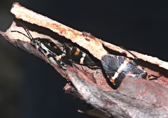 Aplerotus maculatus