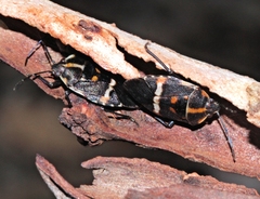 Aplerotus maculatus