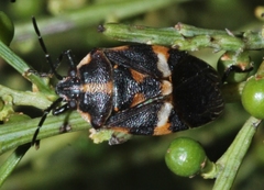 Aplerotus maculatus