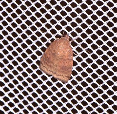 Austrocarea iocephala