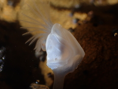 Dosima fascicularis