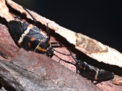 Aplerotus maculatus
