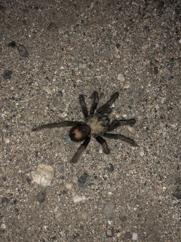 iNaturalist observation photo of California Ebony Tarantula