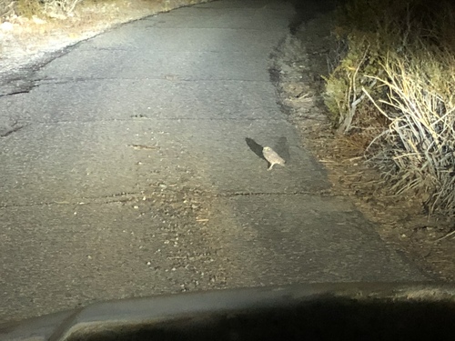 iNaturalist observation photo of Burrowing Owl
