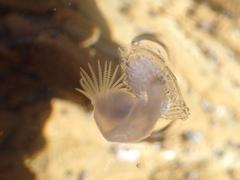 Dosima fascicularis