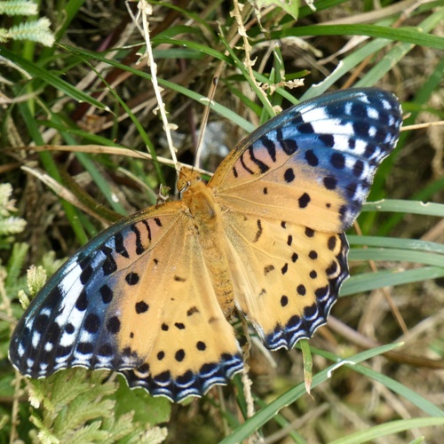 Tropical Fritillary