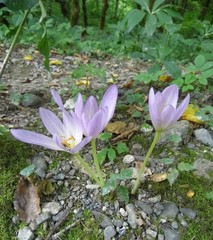 Colchicum speciosum