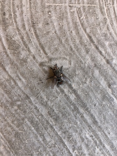 iNaturalist observation photo of Calyptrate Flies