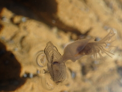 Dosima fascicularis