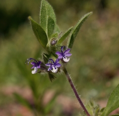 Trichostema oblongum