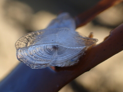 Dosima fascicularis