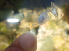 Dosima fascicularis