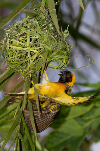 Village Weaver