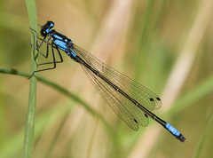 Zoniagrion exclamationis