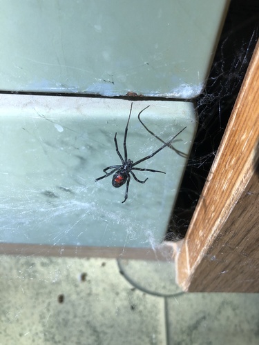 iNaturalist observation photo of Western Black Widow