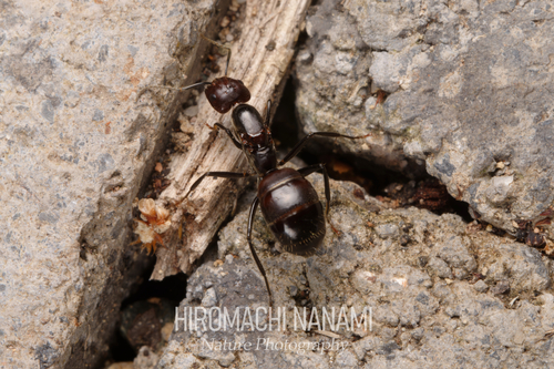 尼科巴弓背蚁山栖亚种Camponotus nicobarensis monticola