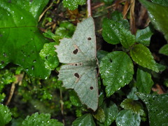 Chlorodontopera discospilata