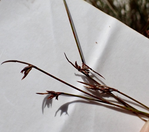 Schoenus ornithopodioides observed 2025-08-27