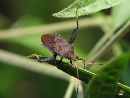 Helmeted Squash Bug (Insects of Ohio) · iNaturalist