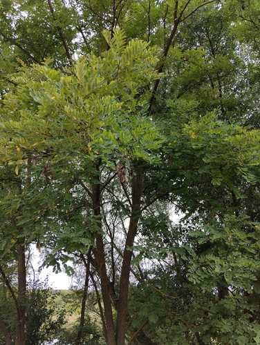 black locust