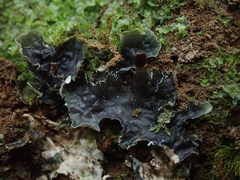 Peltigera nana