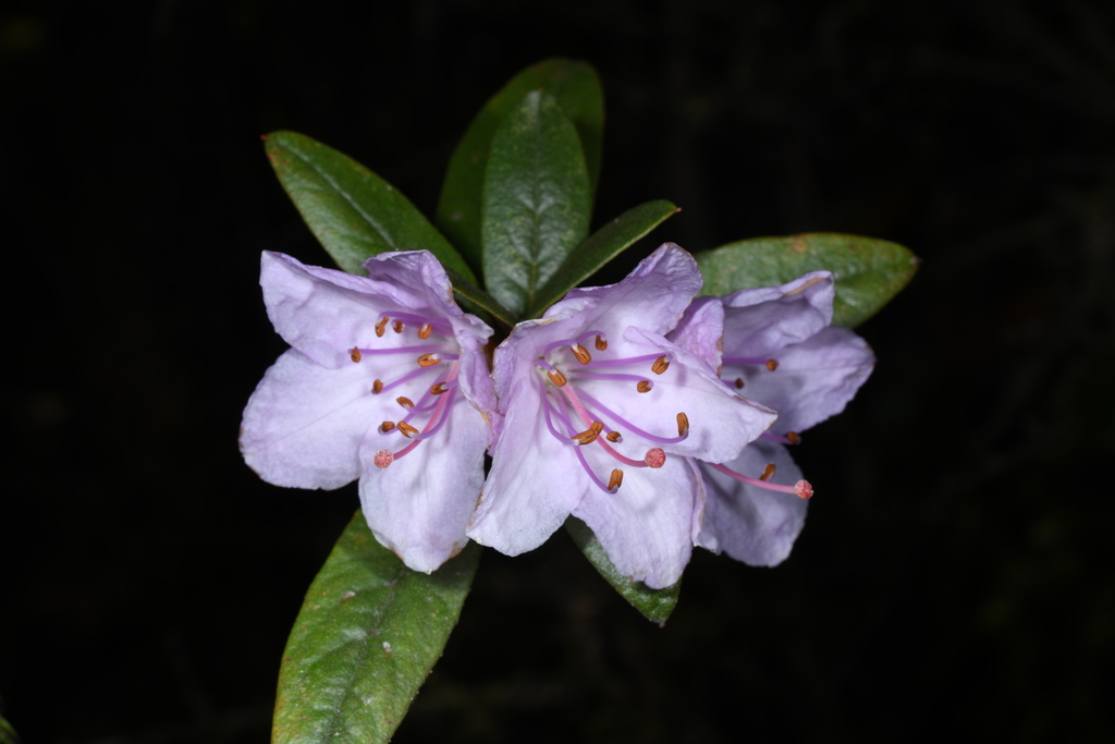 Rhododendron virgatum; photograph (c) Gary Yong Gee, some rights reserved (CC BY)