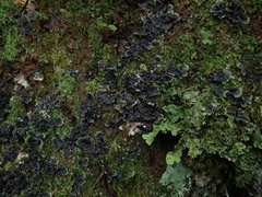 Peltigera nana
