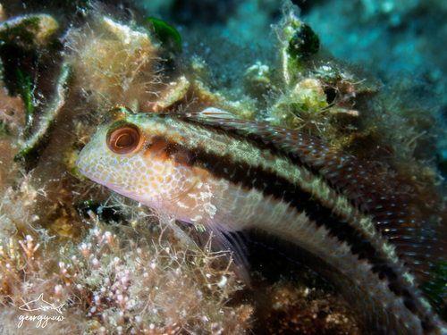 Parablennius pilicornis
