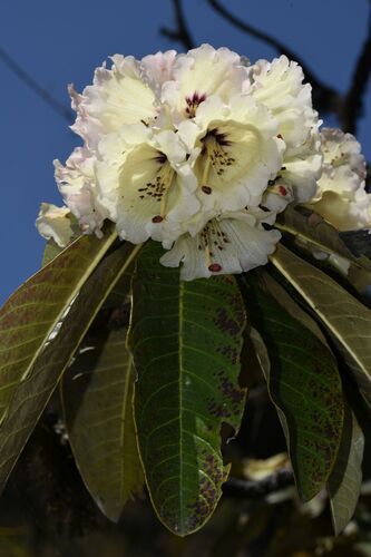 Rhododendron grande, photograph 2