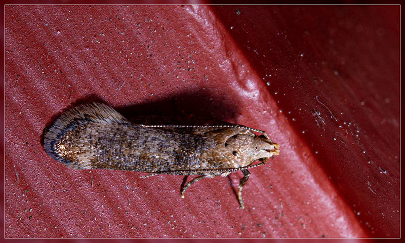 Anisoplaca acrodactyla