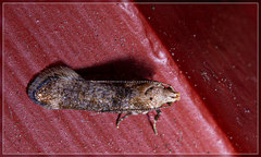 Anisoplaca acrodactyla