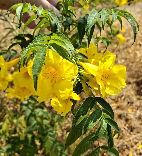 yellow trumpet flower