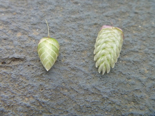 Briza maxima