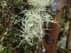 Usnea ciliifera