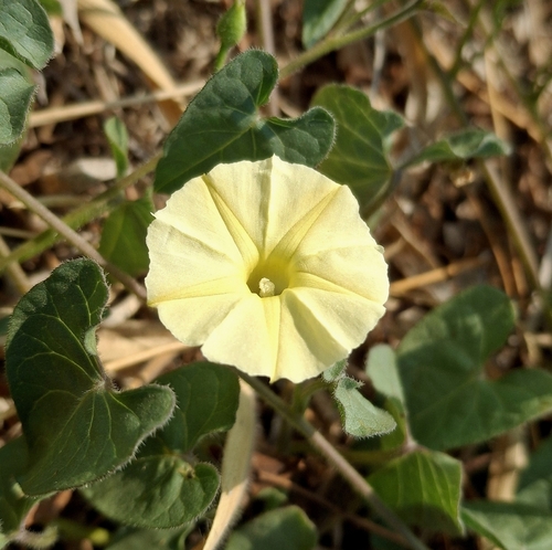 Obscure Morning Glory