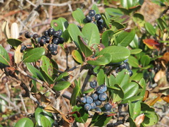 Rhaphiolepis umbellata
