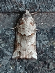 Harmologa amplexana