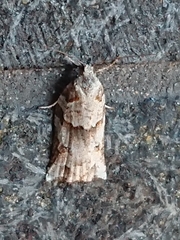 Harmologa amplexana