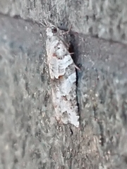 Harmologa amplexana