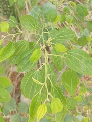 Ziziphus