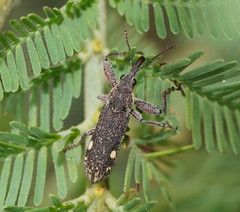 Rhinotia bimaculata