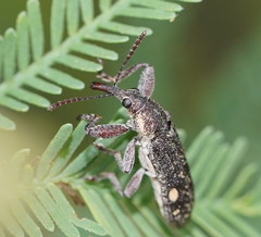 Rhinotia bimaculata