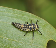 Cleobora mellyi