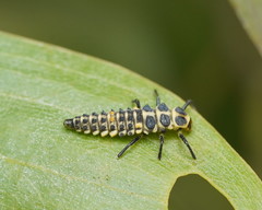 Cleobora mellyi