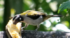 Saltator atripennis