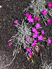 Dianthus repens