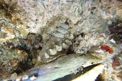 Acanthochitona zelandica